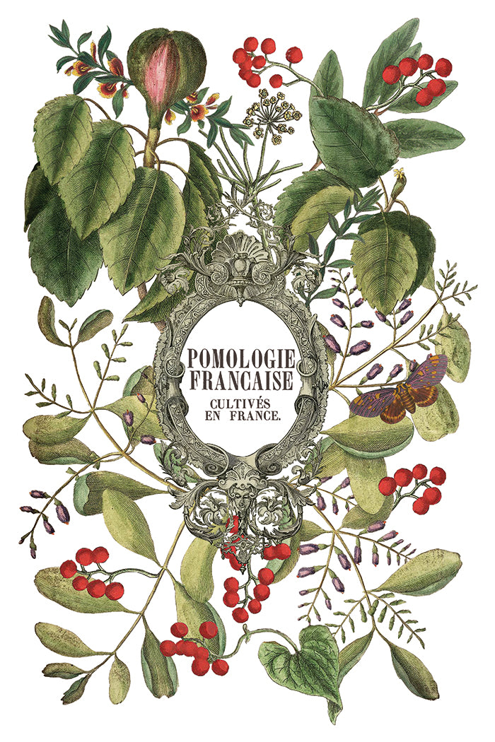 IOD Clementine Transfer 8" x 12" Pad Holiday 2025