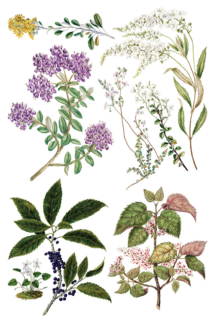 IOD Sarah Featon's Botanicals 8" x 12" Transfer