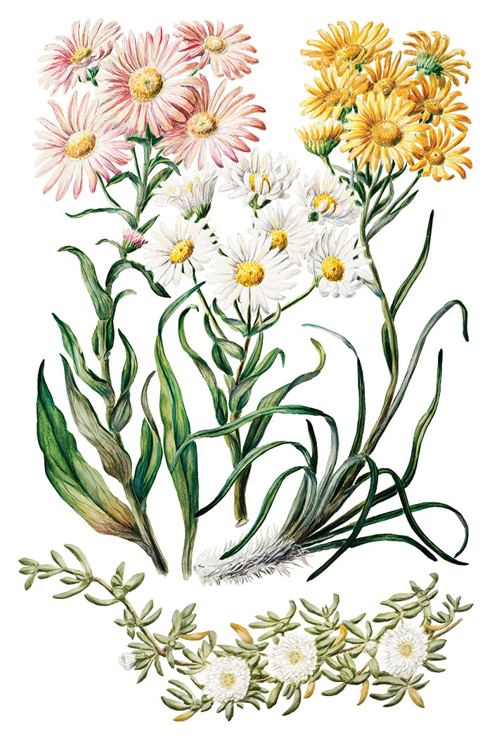 IOD Sarah Featon's Botanicals 8" x 12" Transfer
