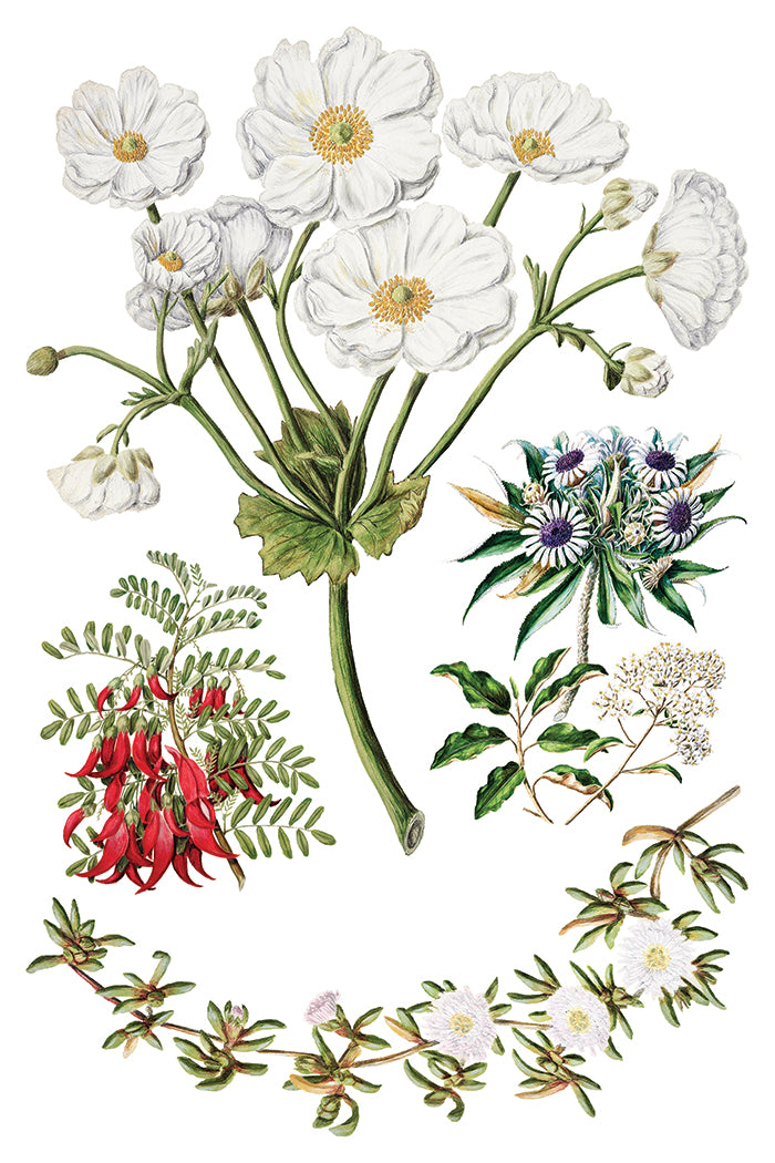 IOD Sarah Featon's Botanicals 8" x 12" Transfer