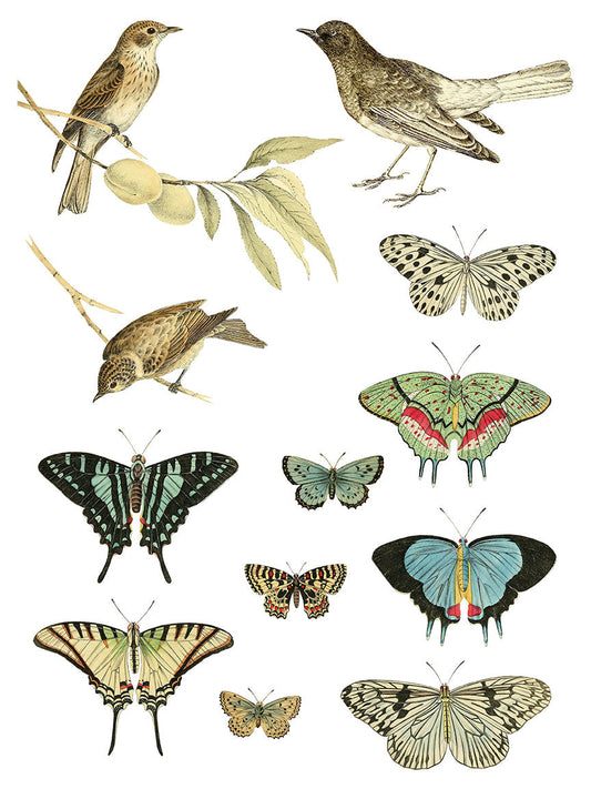 Entomology Etcetera IOD Transfer 12×16 Pad™