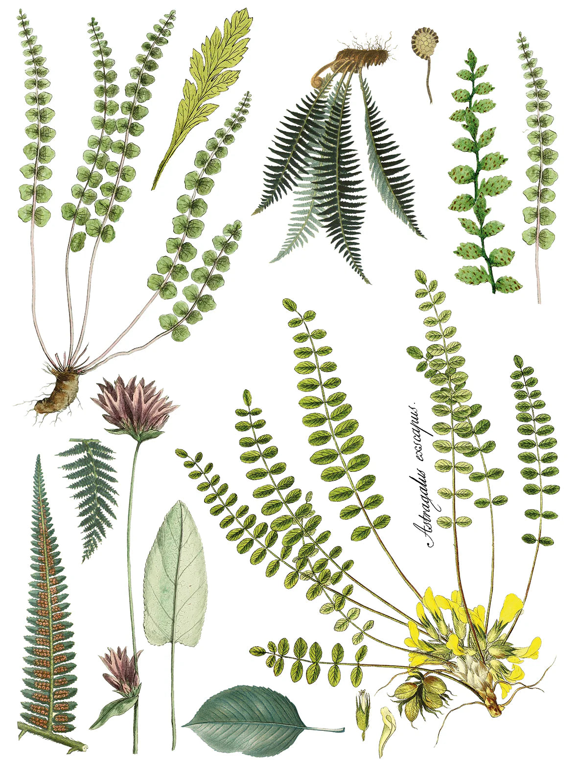 Fronds Botanical 24x33 Decor Transfer™