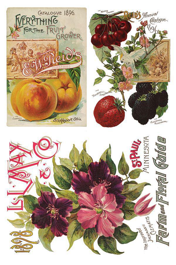 Seed Catalogue Eight 8” x 12” Sheets