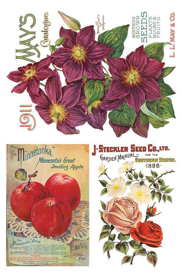 Seed Catalogue Eight 8” x 12” Sheets