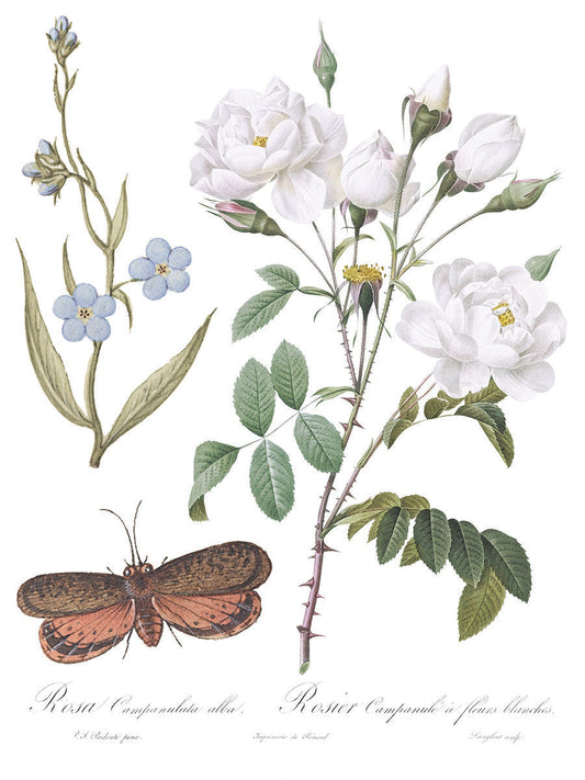 Brocante IOD Transfer 12x16 Pad™