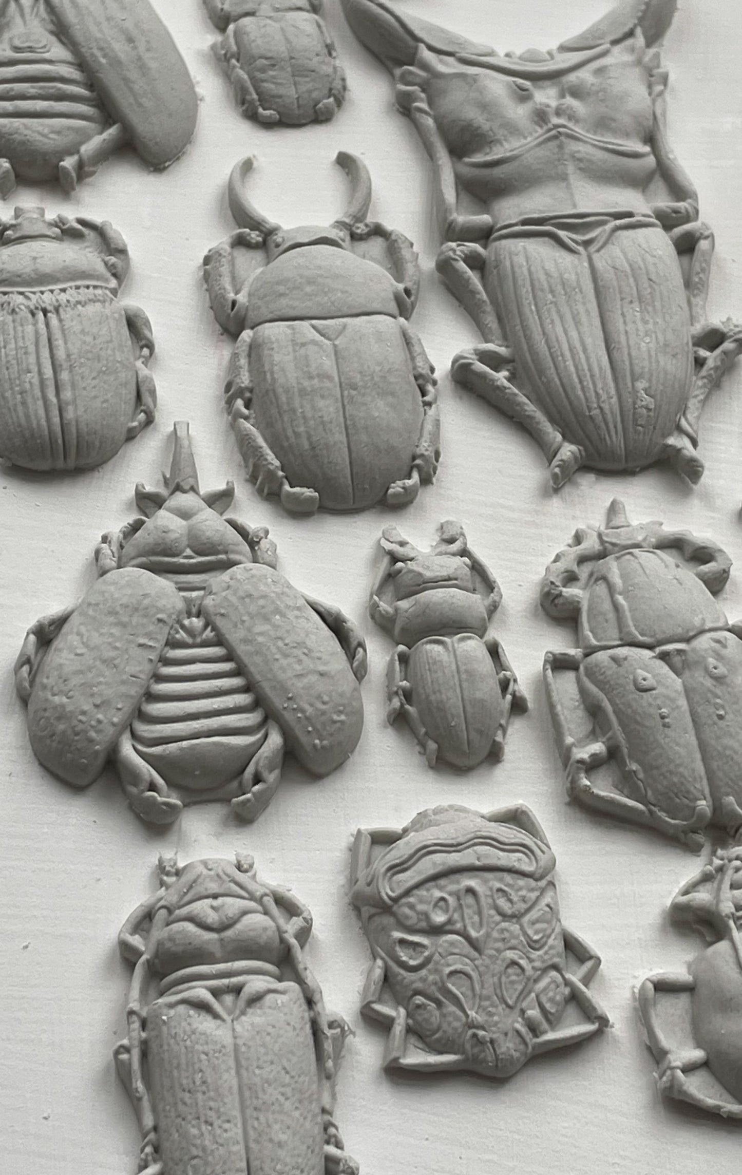 Specimens 6X10 IOD Mould Beetle Inspired