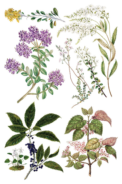 IOD Sarah Featon's Botanicals 8" x 12" Transfer