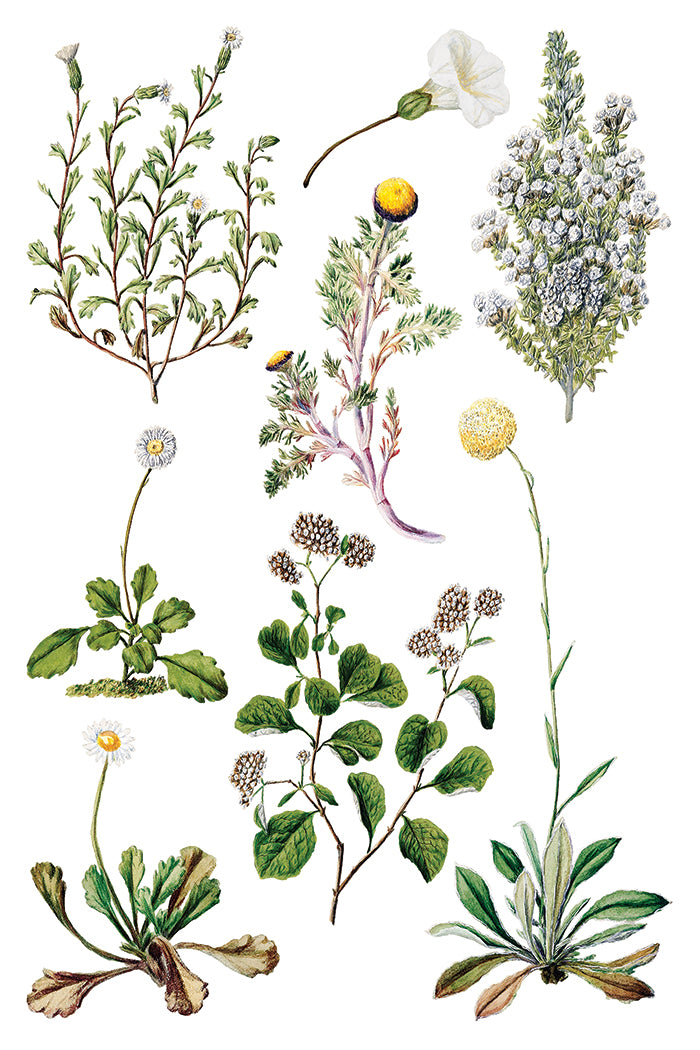 IOD Sarah Featon's Botanicals 8" x 12" Transfer