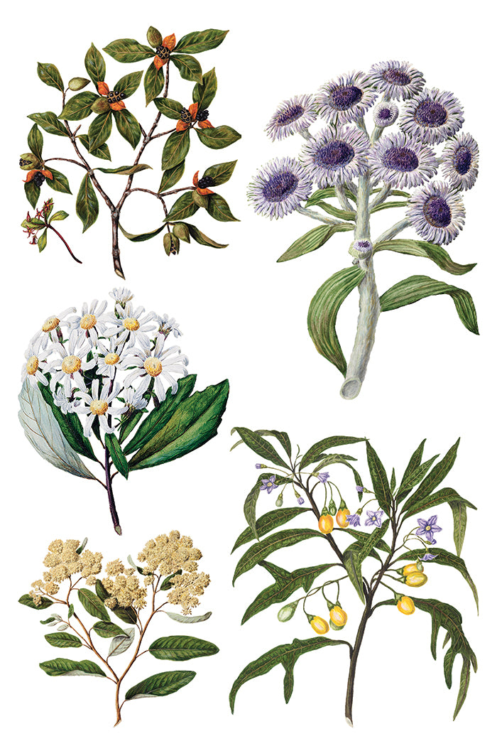 IOD Sarah Featon's Botanicals 8" x 12" Transfer