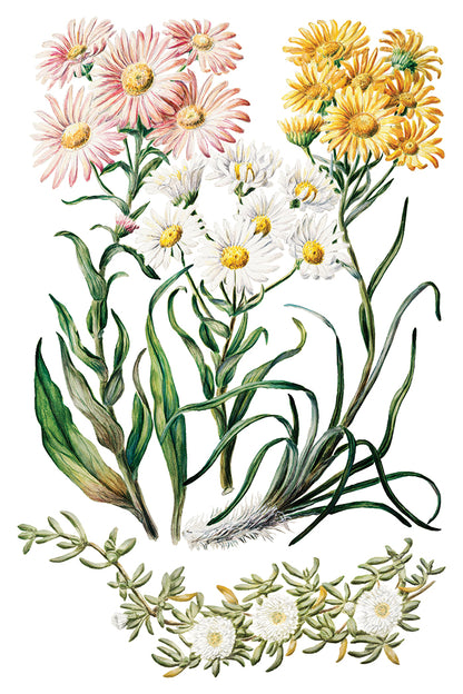 IOD Sarah Featon's Botanicals 8" x 12" Transfer