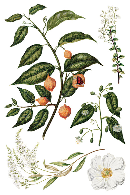 IOD Sarah Featon's Botanicals 8" x 12" Transfer