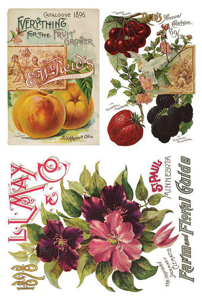 Seed Catalogue Eight 8” x 12” Sheets