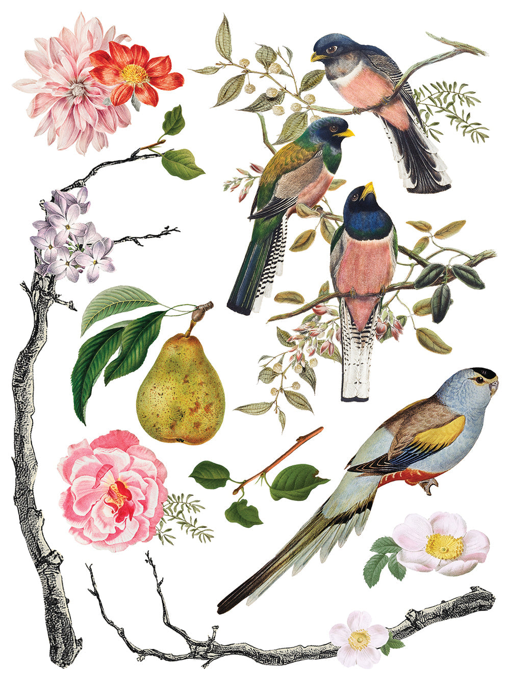 Menagerie IOD 12” x 16” Eight Page Decor Transfer