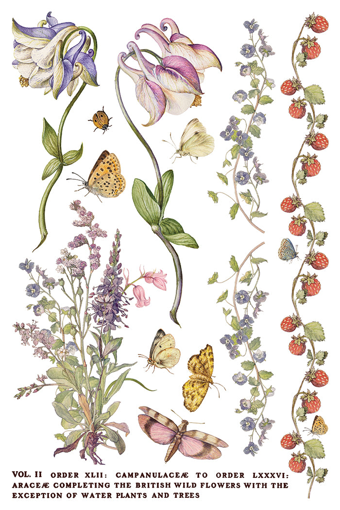 Primrose Isle IOD Transfer 8x12 - British Wildflower Watercolor
