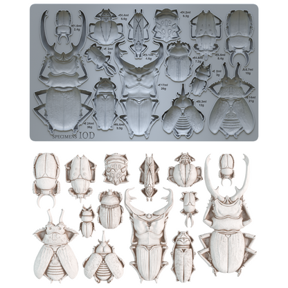 Specimens 6X10 IOD Mould Beetle Inspired